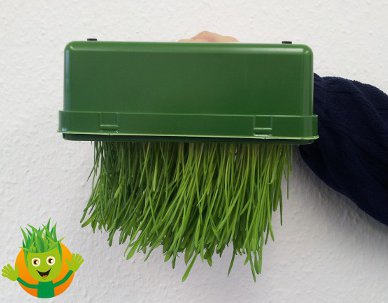 joschua-quiz-nov2012.jpg